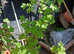 White Currant Plant