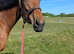 Beautiful Thoroughbred mare