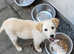Female labrador retriever