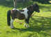 Registered miniature 2 year old colt