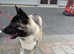 9 month old Male American Akita for rehome