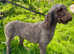 KC registered standard chocolate poodle