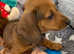Mini Dachshund  Pups - READY NOW