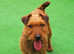 Lakeland terrier, male