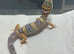 leopard Geckos now available