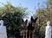 German Shepherd puppies - KC Reg