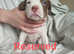 American Bulldog puppies