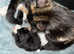 Kittens looking for forever home