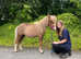 Welsh Riding Pony Projects age 5/6 £900 each. Non Ridden Mini-Welsh Companions £450 each. Various Cobs various fees.  Not for Profit