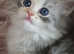 Persian kittens  1 ginger boy left.