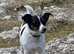 Jack Russell pups for sale girls 5 weeks