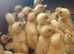 Indian runner ducklings for sale