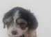 Puppies for sale