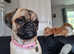 Female pug for dale sold pending pick up