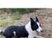 Boy border collie available and fully vaccined