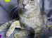 Last baby boy Rare Selkirk Rex Scottish folds