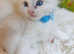 Championship bloodline GCCF registered ragdoll