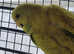 Budgies for sale.