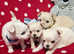 4 Handsome (KC) Chihuahua boys (5 weeks old)