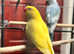 Beautiful yellow Indian ringnick parrot
