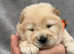 KC Reg Chow Chow Puppies