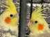 Beautiful baby Cockateils singing parrots delivery available.