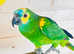 Beautiful young Amazon parrot