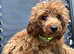 Lady kc reg red toy poodle 6'm old