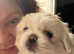 Kc reg  Pekingese pups x4 girls  genetic tested