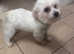Maltese female 10 months old For sale
