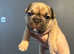 Beautiful little of KC registered French Bulldogs