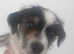 Puppies for sale