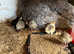 Slate/black turkey chicks