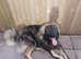 Large male 12mths old excellent temperament good with children and other dogs for sale due to new job commitments