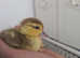 2 muscovys ducklings