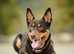 American Hairless Terriers  puppies require a new home to shift