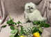 4 SCRUMPTIOUS PERSIAN KITTENS READY SOON (28 MAY)