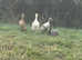 Runner Ducklings