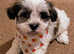 Bichon havanese 7 weeks