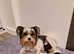 Ready To Go! Beautiful Girl Biewer Terrier