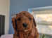 Adorable f1b Cockerpoo puppy's for sale