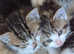 Kitens