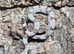 True Red Tail Boa at Birmingham Reptiles