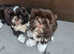 Shihtzu puppys