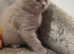Lilac Bsh female kittens for sale