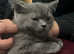 Male British shorthair for sale
