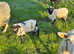 Herdwick ewe with Valais Black Nose ewe lambs