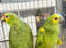 Stunning baby Amazon parrot
