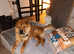 Female  chow chow red