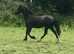 Welsh sec c colt